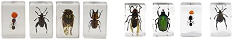 Celestron 44409 3D Набор от екземпляри от насекоми 3 (черно, оранжево, кафяво) и 3D набор от екземпляри от насекоми 5 - Грижи
