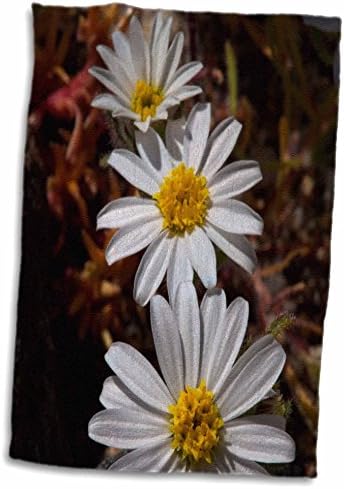 3 Роза Данита Делимонт - Цветя - Калифорния - Диви цветя Звезди в пустинята. - Кърпи (twl-210295-1)
