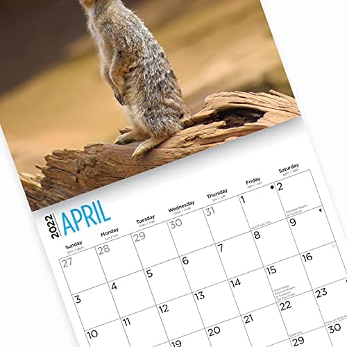 Стенен Календар с Сурикатами на 2022 година от Bright Day, 12 x 12 См, Мило, Очарователно Сафари с Африкански Диви Животни На