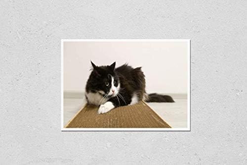 Репродукция на плакат KwikMedia с участието на Смешно Игривого Пухкав котка с луд поглед. Черно-бялата котката се крие върху картонном