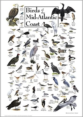 Плакат Земя, небе + Вода - Птиците Средата на Атлантическия бряг