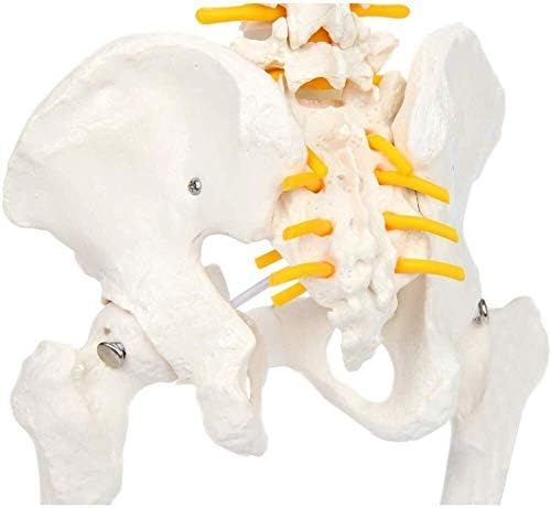 Образователна модел RRGJ, Анатомическая модел модел на гръбначния Стълб с Таза, включително и на учебни помагала за Застояла рамка
