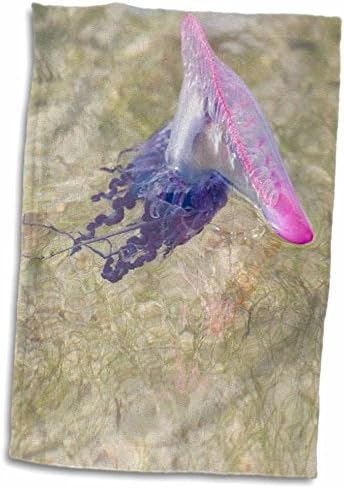 3D Розово Португалското Кърпа Man O War Jellyfish-Белиз-Sa02 Sws0009-Stuart Westmorland За ръце / Спорт, 15 x 22