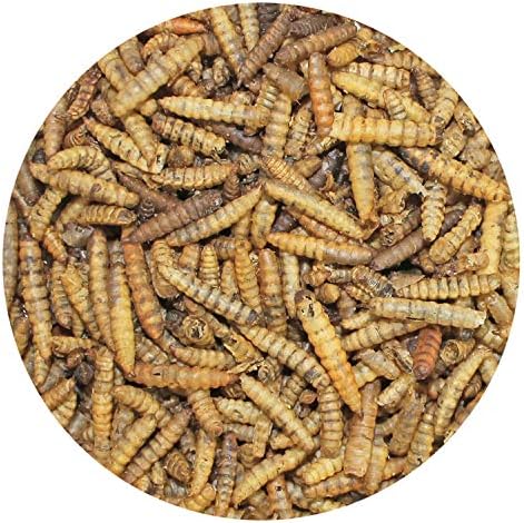 Изсушени ларви на Черна солдатской мухи Екзотични Nutrition (1,5 унции) - Нежен от насекоми с високо съдържание на калций