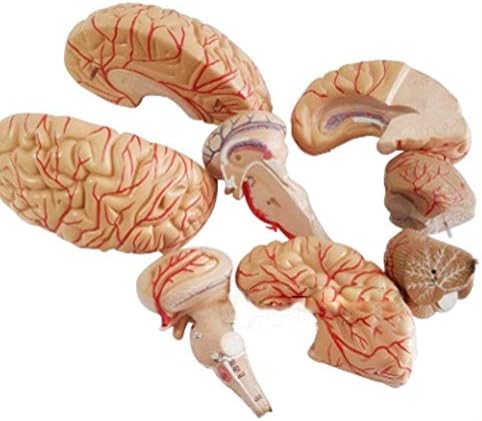 Образователна Модел, Учебен модел в събирането на Анатомическая модел на Мозъка Свалящ 8 Части на Човешкия мозък са в пълен размер с Артериями Модел за изучаване от