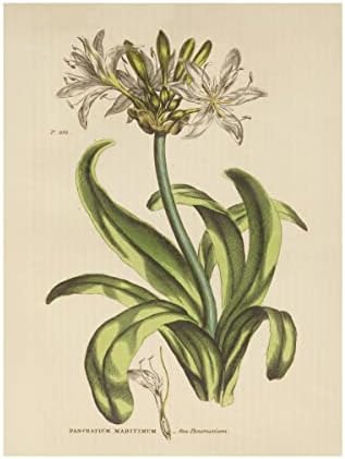 Търговска марка на Fine Art 'Herbal Botanical XX' Платно арт портфолио от Wild Apple