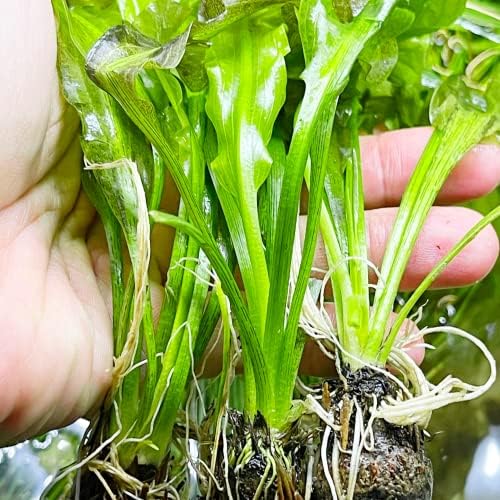 Greenpro | Aponogeton Ulvaceus 3 глави лук живи сладководни аквариумни растения за декорация на аквариума