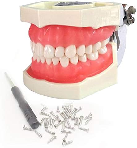 Обучение модел на зъба KH66ZKY Модел на зъбите Typodont - със сменяеми зъбци, за преподаването в училище, включва отвертка