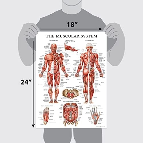Palace Обучение 3 kit - Набор от плакати на Мускулите + скелета + Анатомия и травми на стъпалото и глезена - Анатомични карти мускулна и скелетна система - Ламиниран - 18 x 24