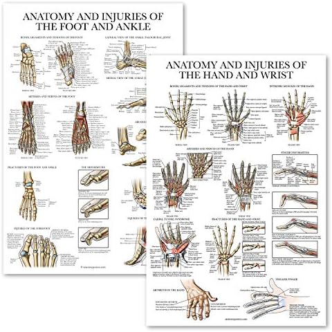 Palace Обучение 2 Pack - Анатомия и наранявания на дланите и китките + Анатомия и травми на стъпалото и глезена - Комплект от
