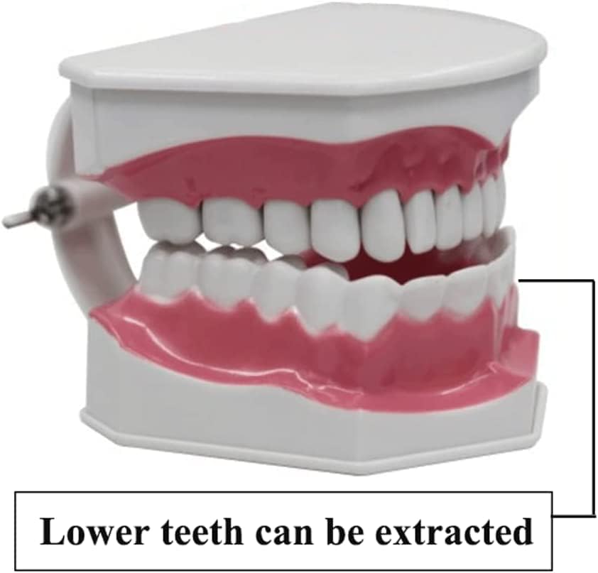 VNABO Модел на Зъб Устата на Обучението Режим Анатомия Модели на Зъба Учебни Помагала За Почистване на Зъбите Образователна Модел Органи Модел Реалистични Зъбите